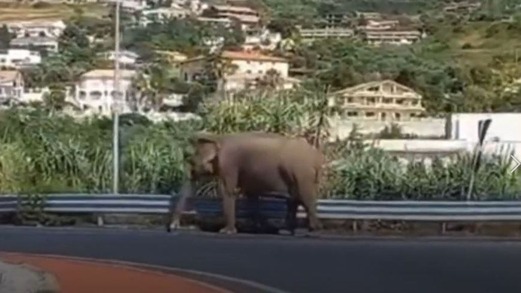 Un elefante escapa de un circo en Calabria y sorprende a los habitantes del pueblo