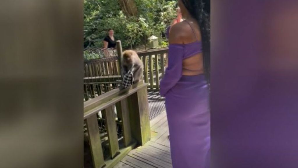 Un mono roba un bolso a una turista en una reserva natural de Bali