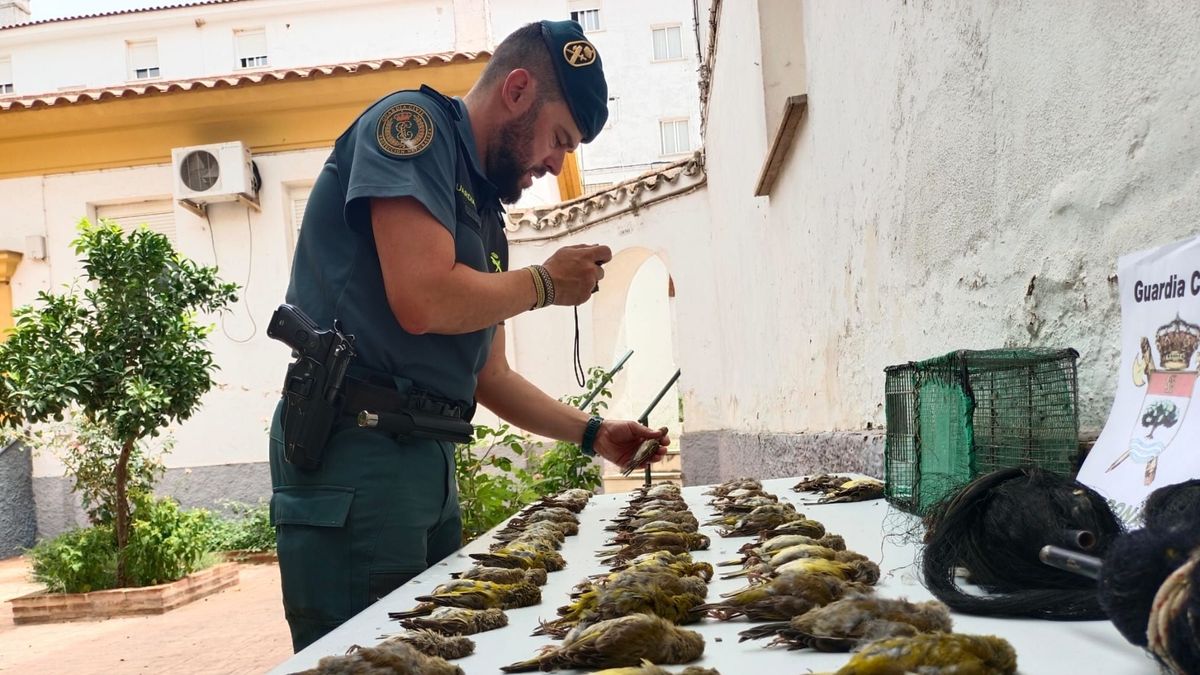 La Guardia Civil investiga a un vecino de Santiponce, en Sevilla, por matar a aves con medios prohibidos