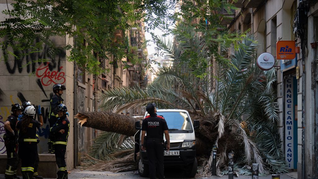 Barcelona realizará una inspección preventiva a 800 palmeras tras la muerte de una joven de 20 años