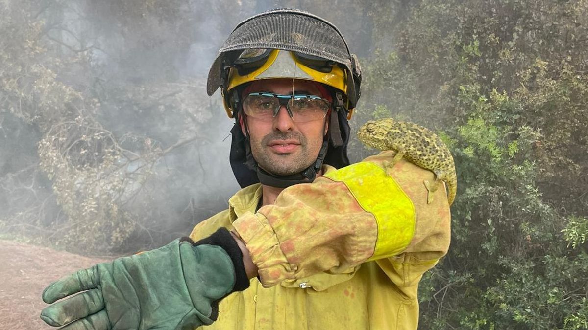 El bombero que rescató a un camaleón endémico de la Bahía de Cádiz