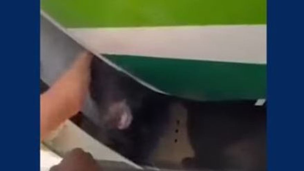 Un oso retrasa un vuelo en Dubai al escapar de la jaula en la bodega del avión