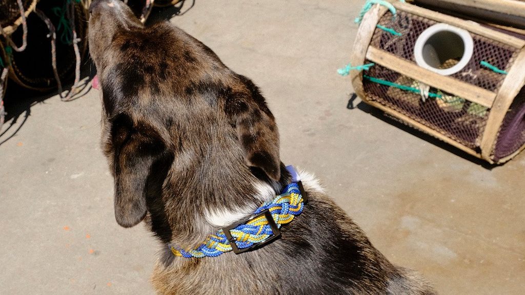 Un perro luciendo un collar elaborado por las 'redeiras' de Corme.