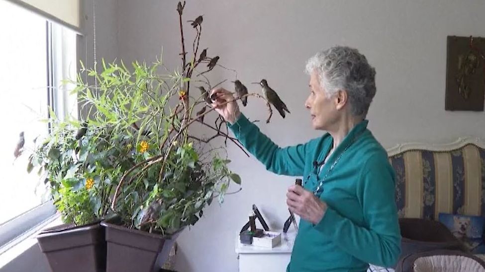 La mujer que salva a los colibríes en México