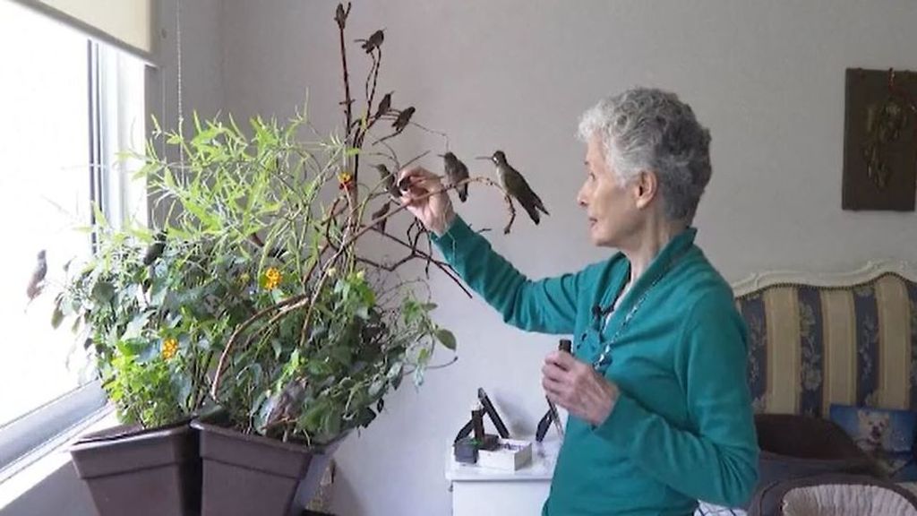 La mexicana que rehabilita colibríes enfermos tiene un hospital para estos pájaros en su casa