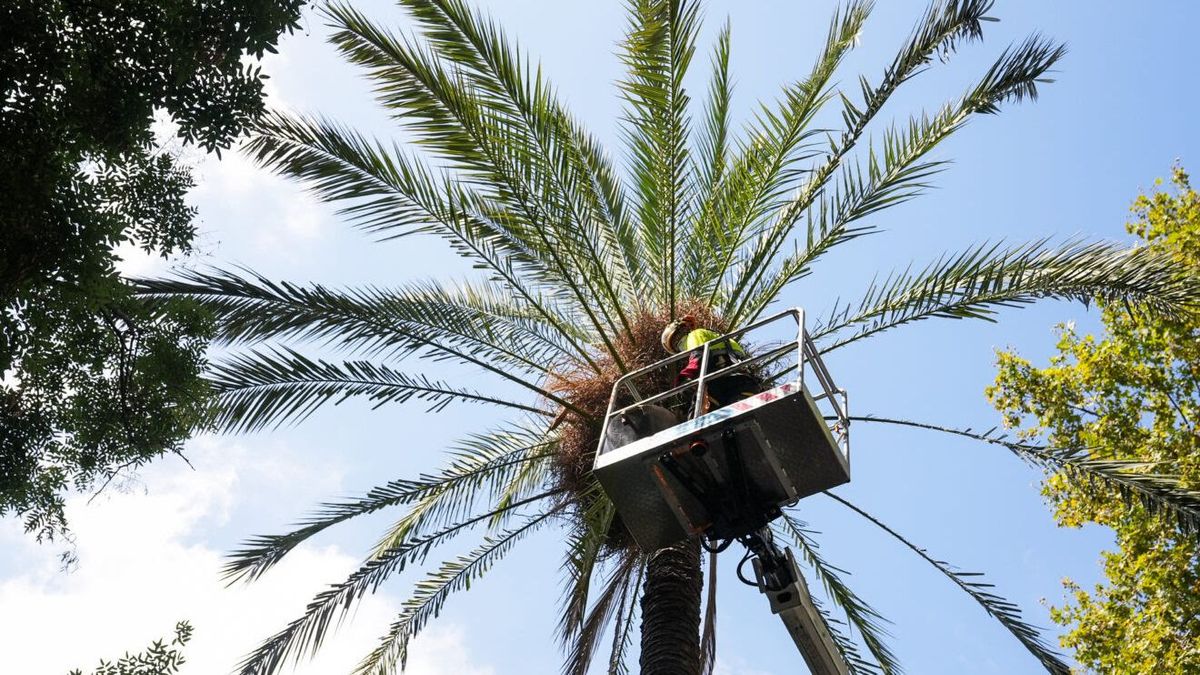 Los técnicos de Parques y Jardines ya han revisado un centenar de datileras