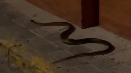 Una serpiente paseando por las calles de Moguer (Huelva)