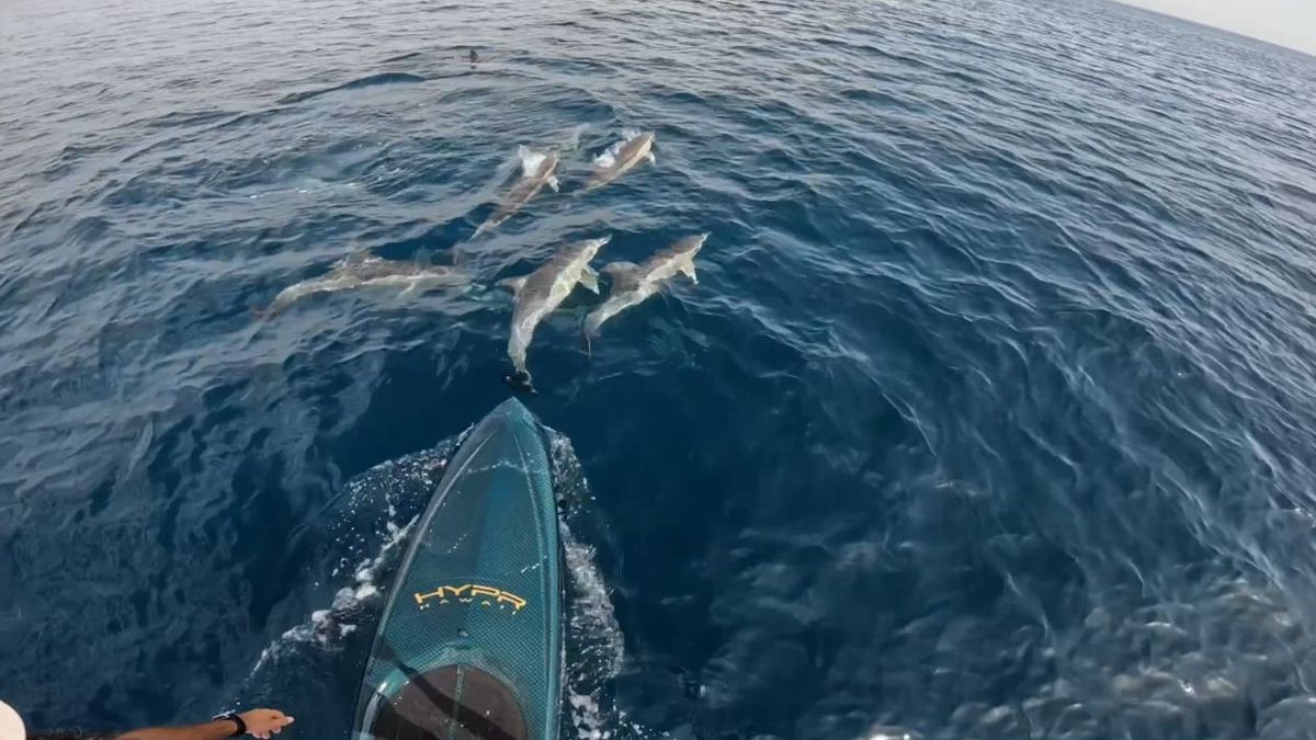 El encuentro de dos surfistas con una manada de delfines en Gibraltar.