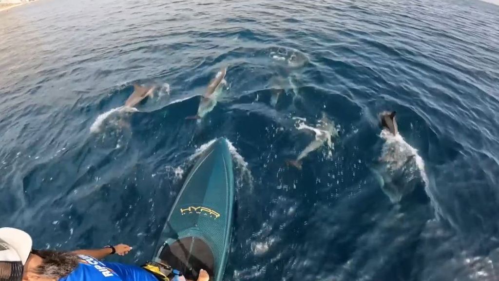 Una manada de delfines sorprende a un bañista en aguas de Gibraltar