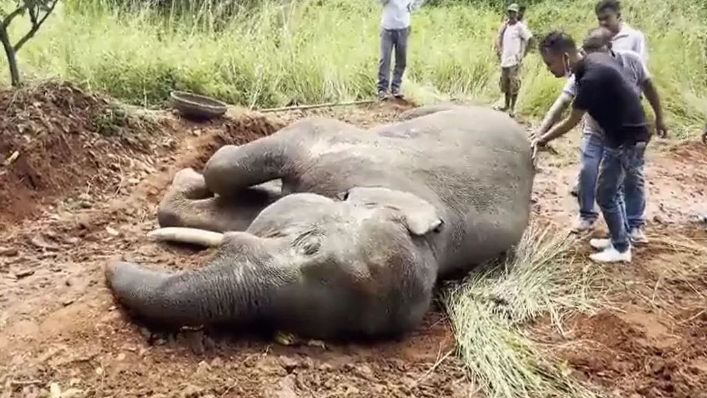 Un elefante muere al ser embestido por un tren en India
