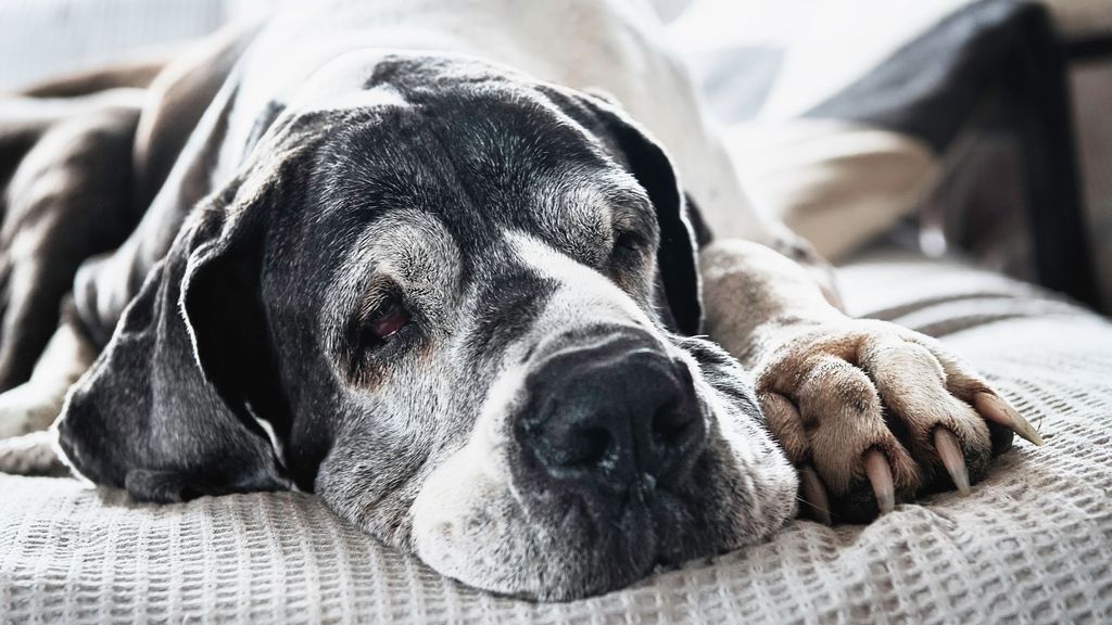 Señor mayor. Un perro puede alcanzar los 20 años de vida, aunque a partir de los 13 ya es considerado parte de la tercera edad.