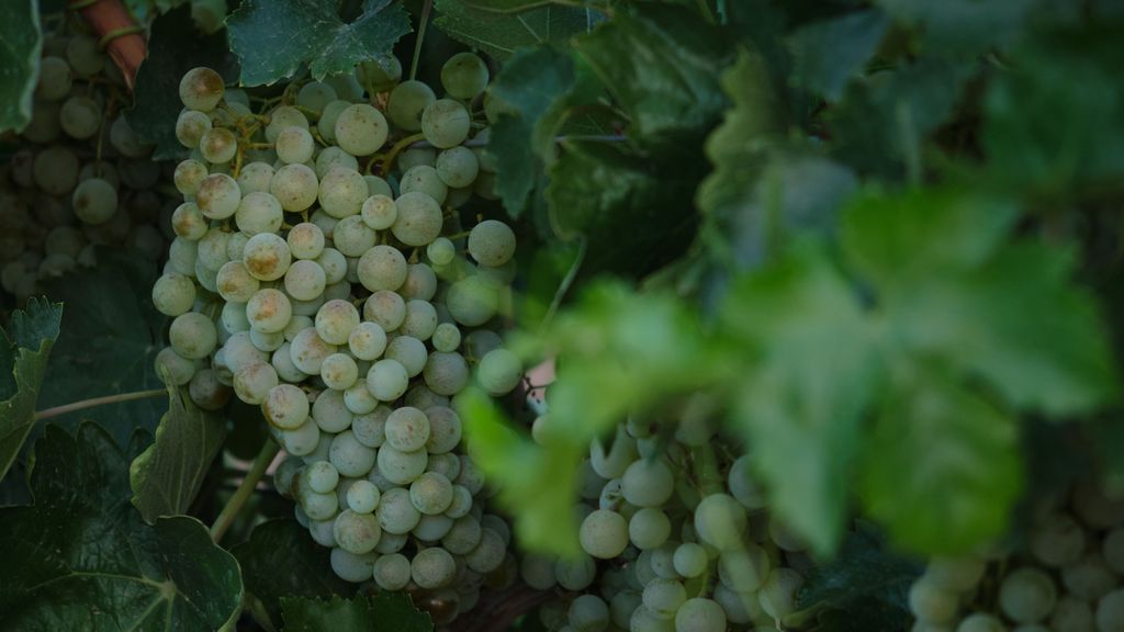 Vendimia de uva Sauvignon Blanc en la localidad de Manzanares