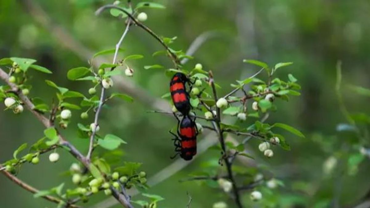 Camboya alerta de no comer insectos desconocidos tras la muerte de cuatro personas