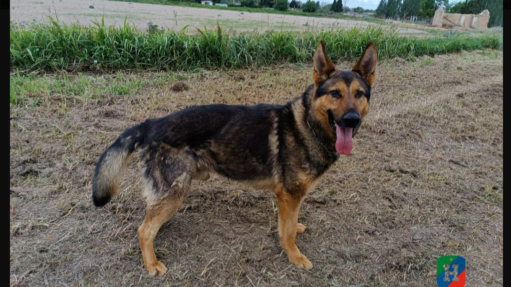 Pepe, el perro de la Policía Nacional que busca una familia para pasar su jubilación