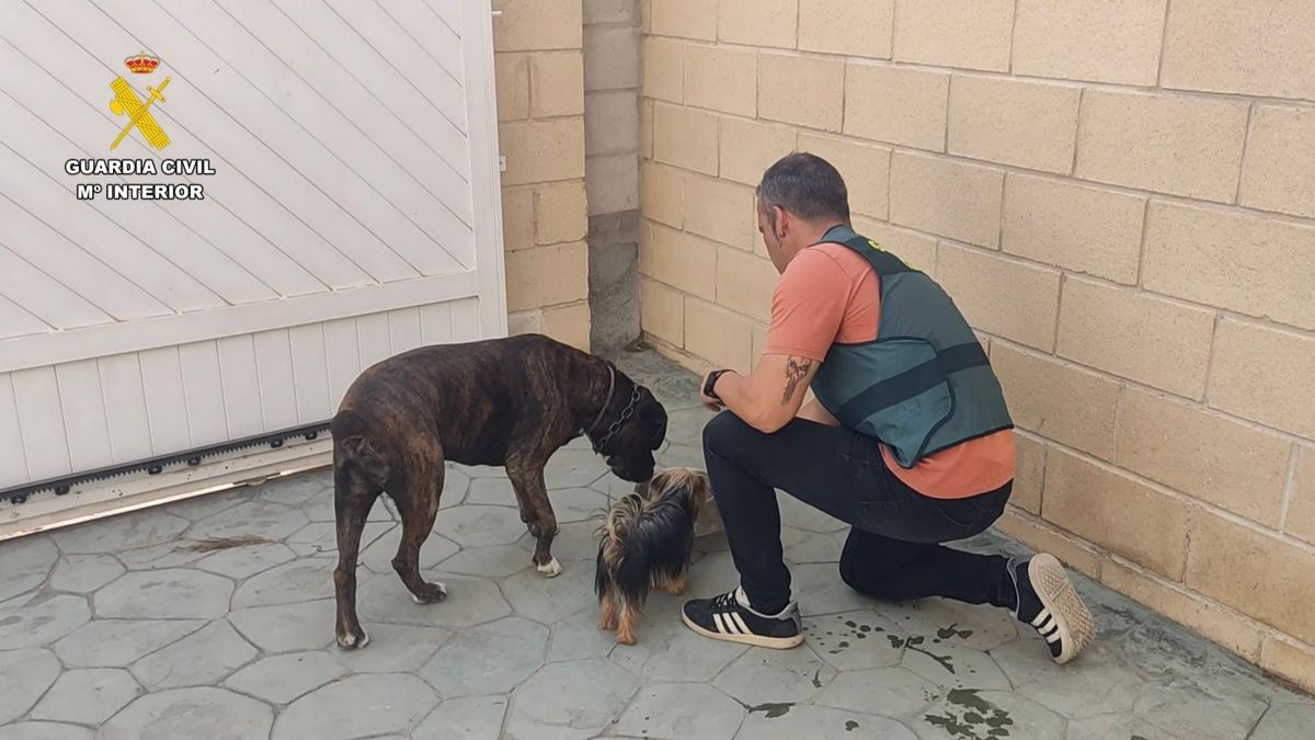 Detenido por estafar a dueños de perros robados haciéndoles creer que conocía su paradero