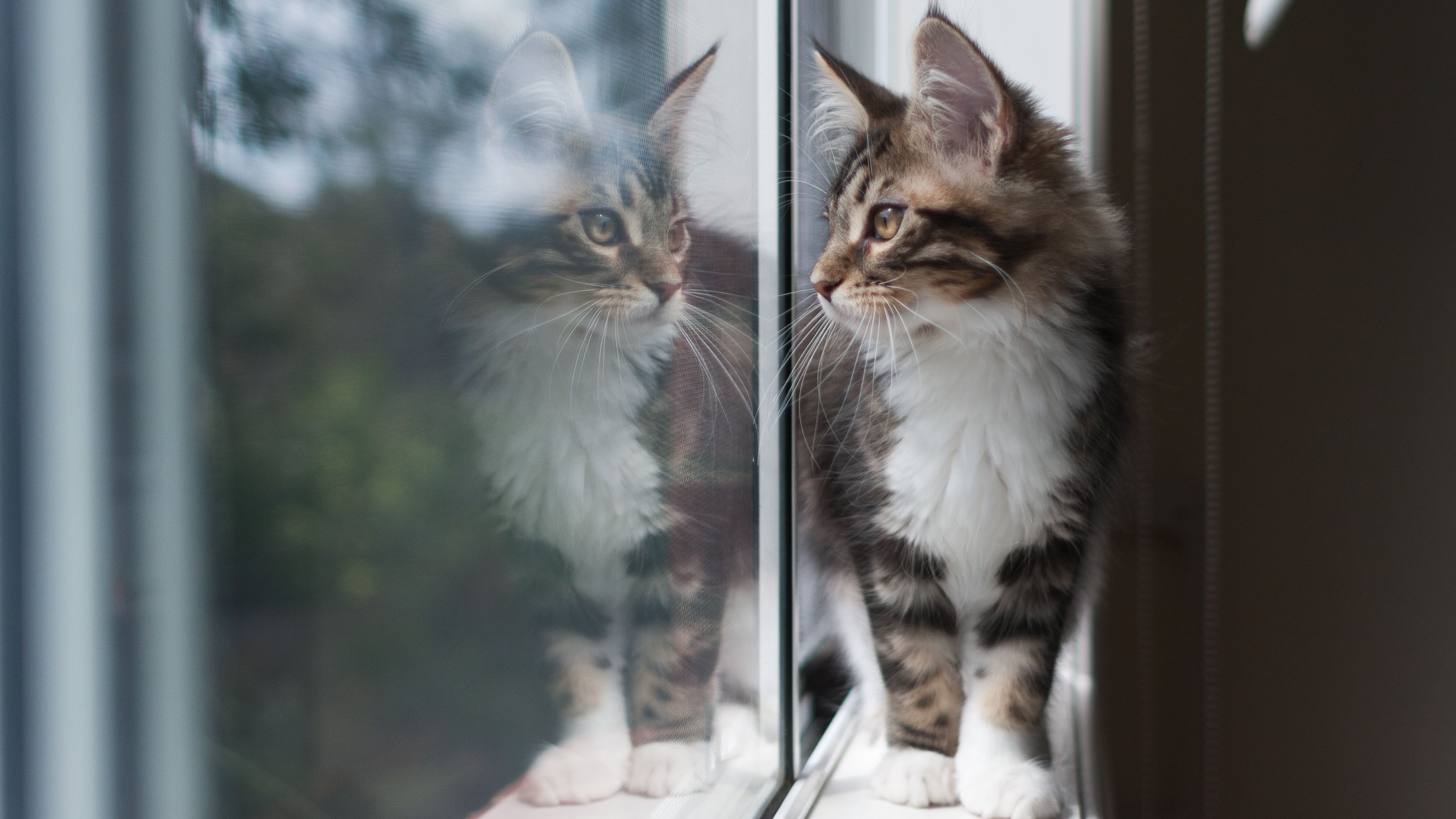 ¿Qué hago con mi gato en vacaciones?