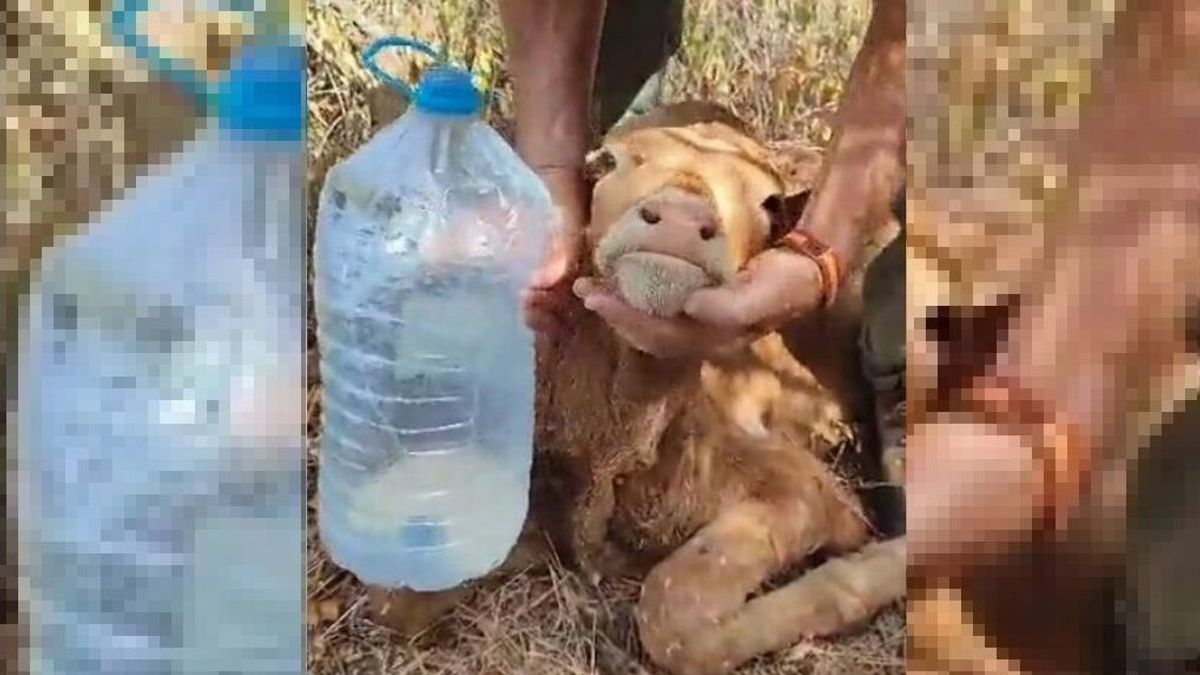 Ternero rescatado con vida de una finca en San Roque (Cádiz)