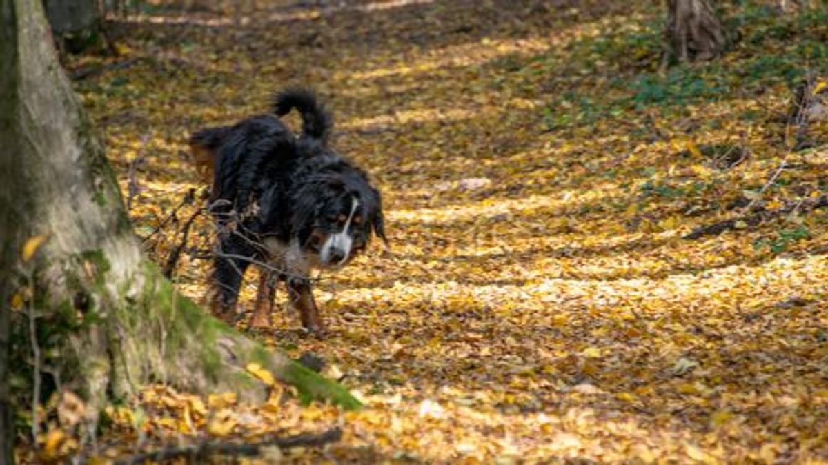 Los orines de un perro, en el origen de un apuñalamiento mortal en un parque de Italia