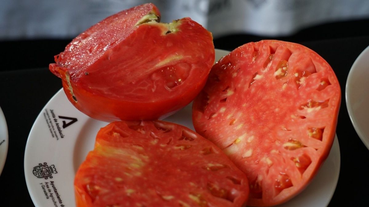 Mejor tomate de la variedad huevo de toro