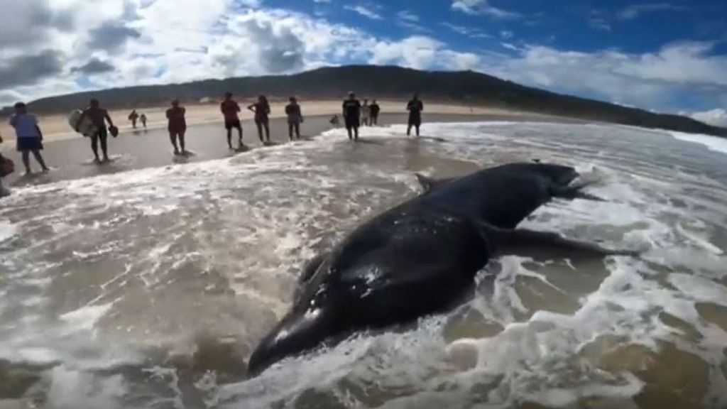 Una cría de tiburón peregrino muere tras varar en la playa de Doniños, en Ferrol