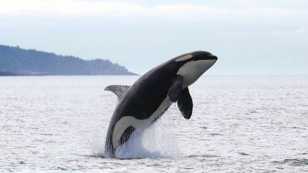 Una orca en el mar