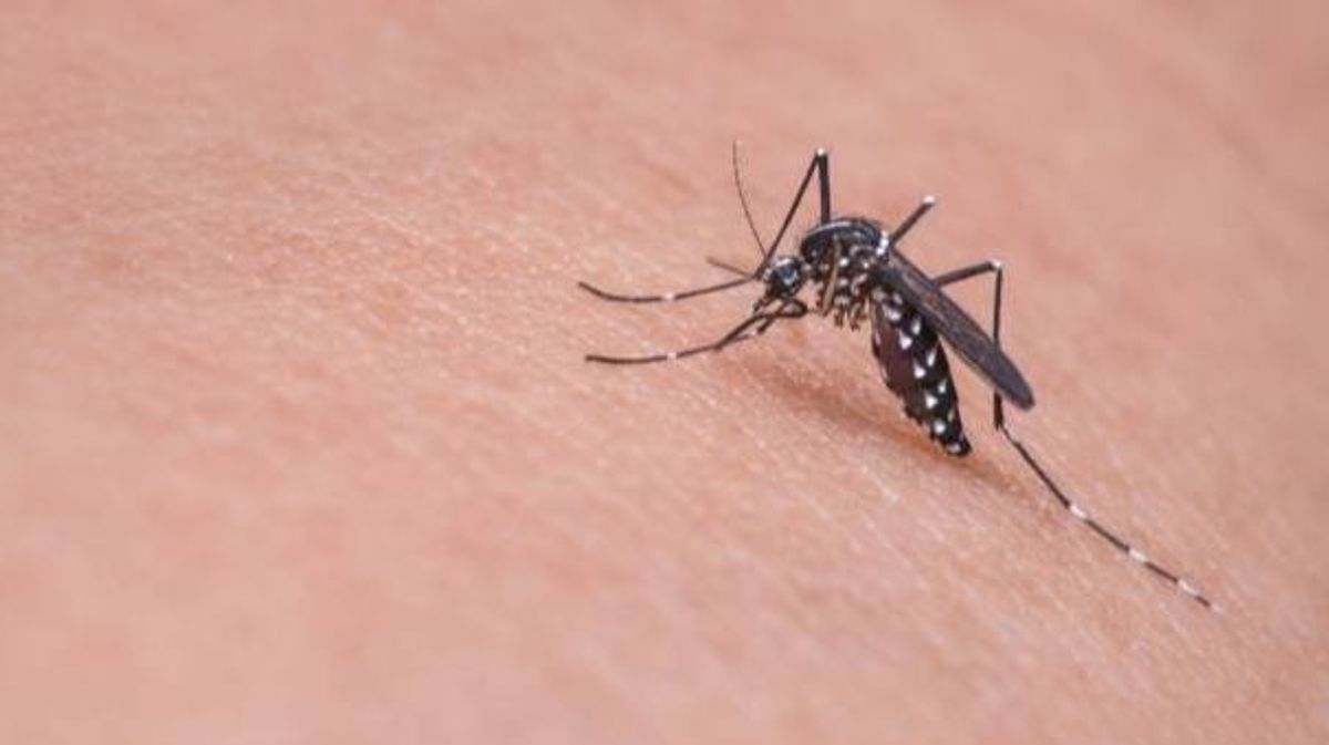 Alertan sobre la expansión "desatada" del mosquito tigre en España debido al calor