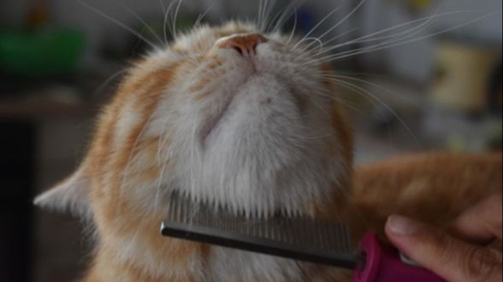 Cepilla a tu gato para mantenerlo limpio