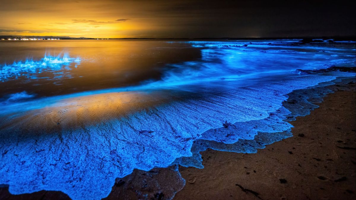 El fenómeno de la bioluminiscencia gracias a un tipo particular de fitoplacton.