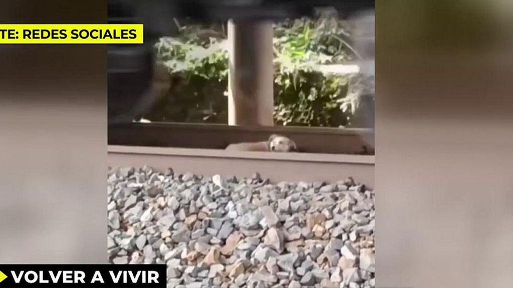 Un perrito sobrevive al paso del tren escondido en las vías