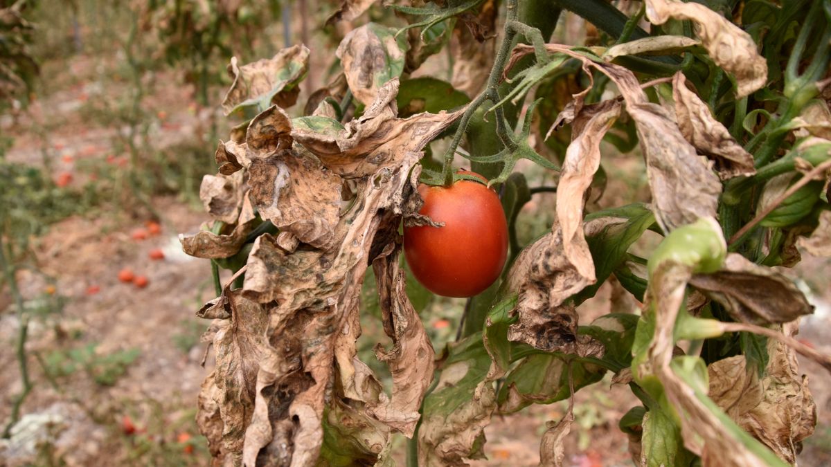 La sequía, ya insostenible, amenaza la supervivencia de cultivos y agricultores en Málaga