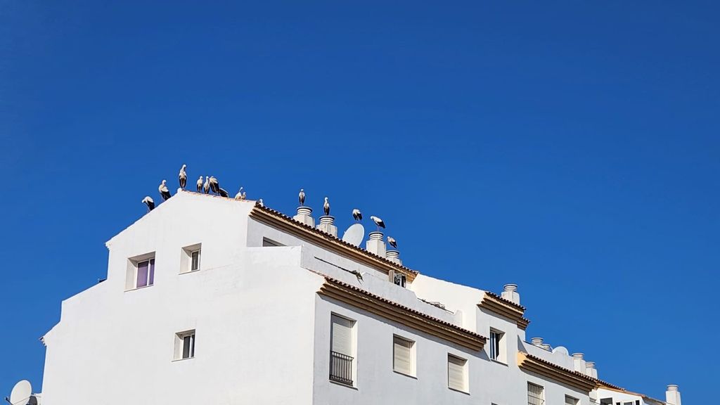 Las cigüeñas invaden los tejados de un pueblo de Málaga.