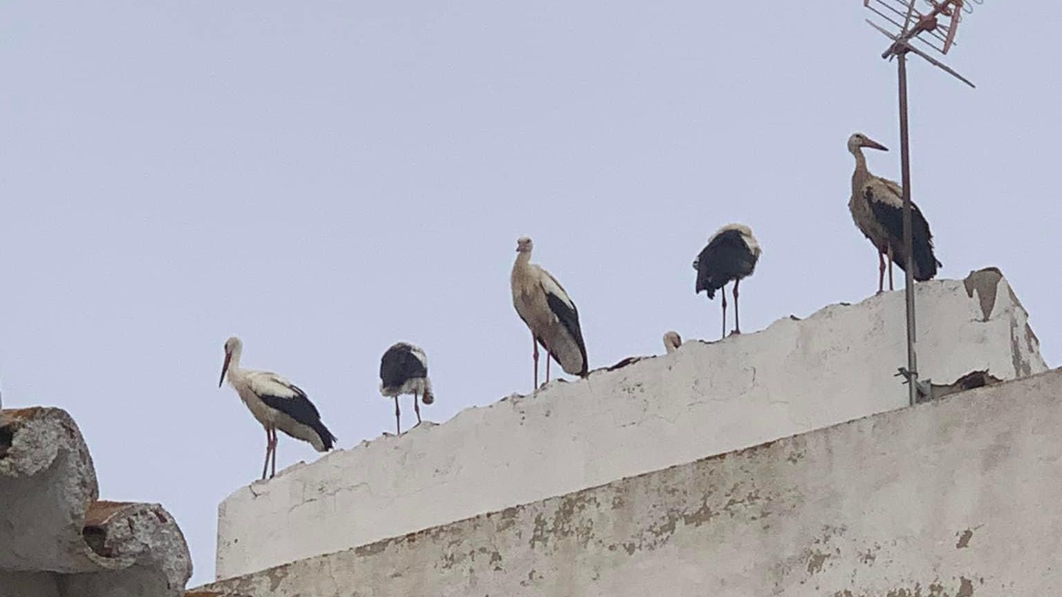 Más cigüeñas apostadas en las azoteas de Manilva.