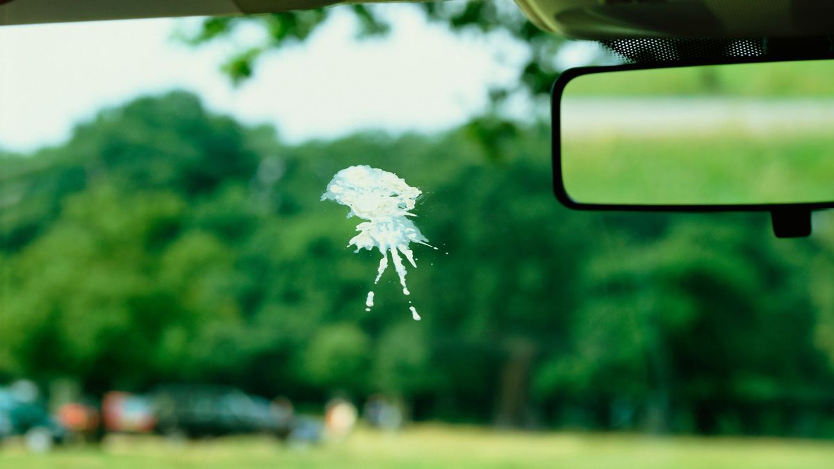 Si algún pájaro ha hecho de las suyas encima de tu coche sabes lo que cuesta quitarlo