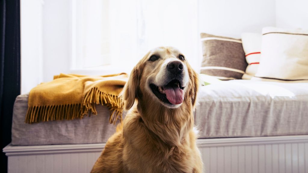 Una pareja de EEUU se va a Italia a casarse y quizá no lo haga: su perro se comió el pasaporte