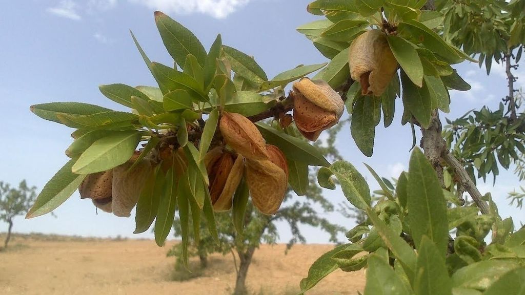 Almendro