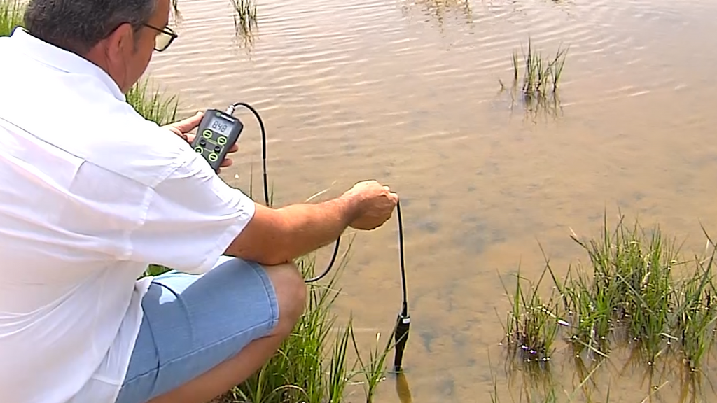 Medición de la salinidad del agua que inunda los arrozales del Delta de l'Ebre, por encima del ocho por ciento de conductividad