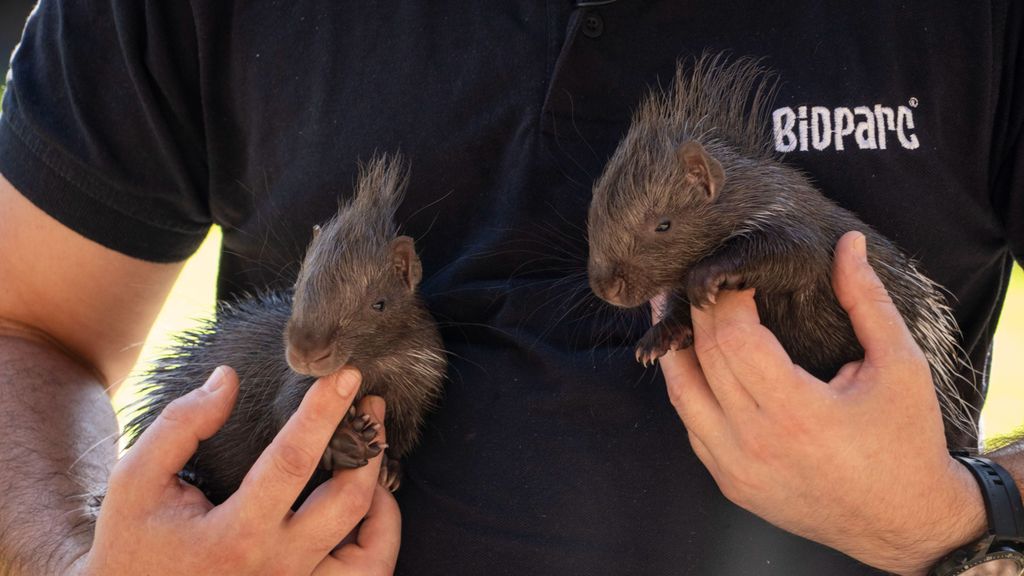 Nacen mellizos del puercoespín más grande del mundo en Bioparc València