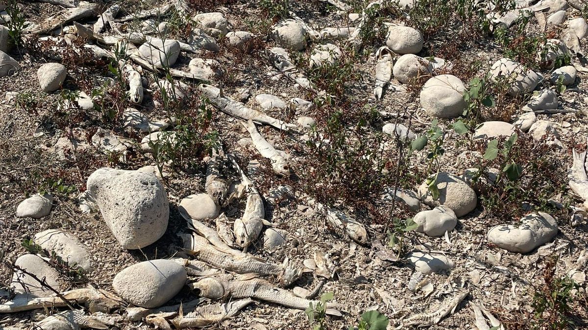 Peces muertos por la grave sequía del río Fluvià