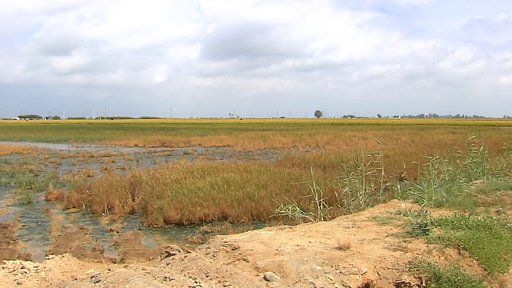 Un arrozal sin cosecha en el Delta de l'Ebre