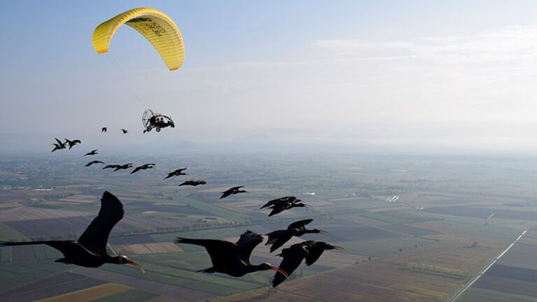 Los polluelos vuelan junto al aparato donde viajan sus cuidadoras.
