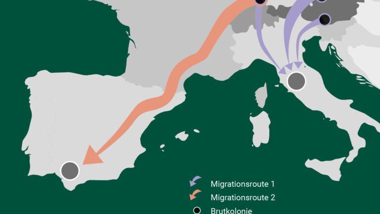 Ruta migratoria de los ibis.