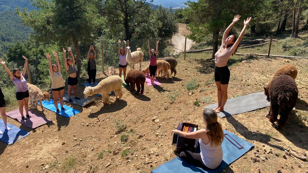 Yoga con alpacas en una finca de Cercs