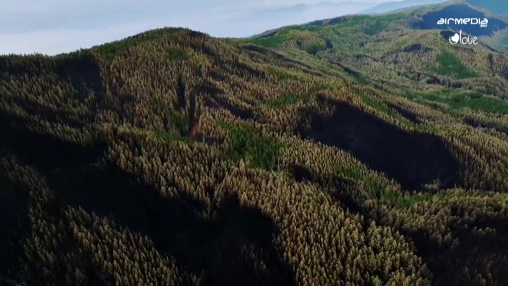 Las llamas del incendio de Tenerife han afectado a una amplia zona de altísimo valor ecológico