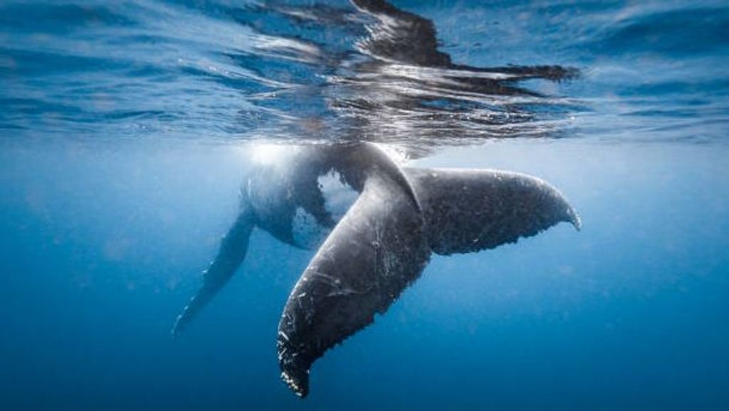 Las ballenas pertenecen a un grupo de mamíferos marinos conocidos como cetáceos