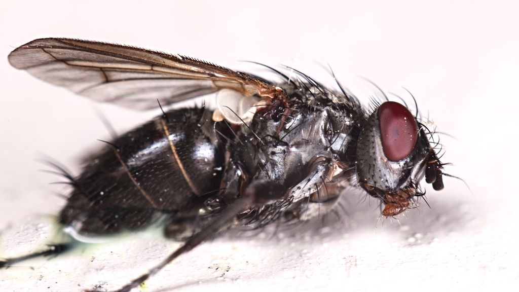 Mosca aumentada. A diferencia del mosquito, la especie de mosca que ha proliferado este verano en zonas de Madrid, muerde.