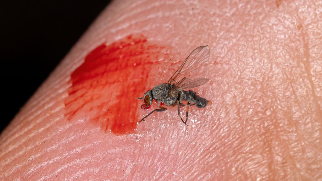 Rastro de sangre. La mosca negra es hematofaga y su mordedura suele dejar huella.
