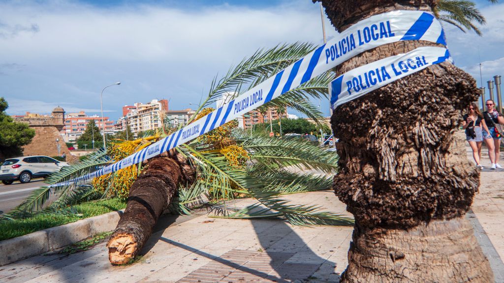 Más de 100 incidencias en Baleares por el temporal de viento