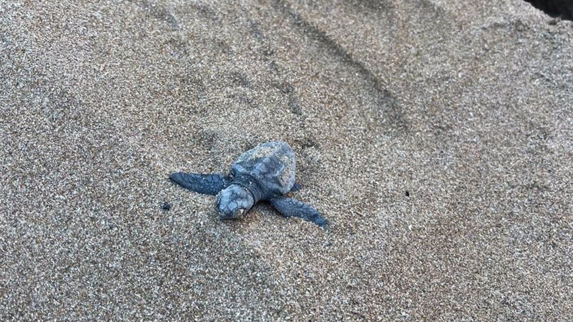 Nacen 72 tortugas de un nido en la playa de Albaranes de Dénia