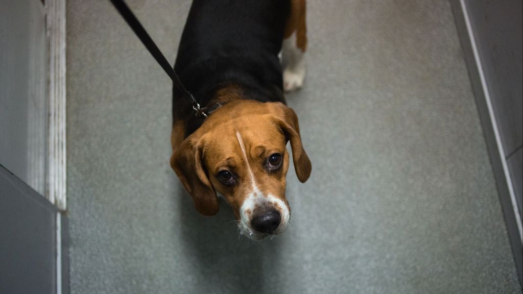 Un niño de 11 años salva impulsivamente a su perro cuando está a punto de morir en un ascensor en Brasil