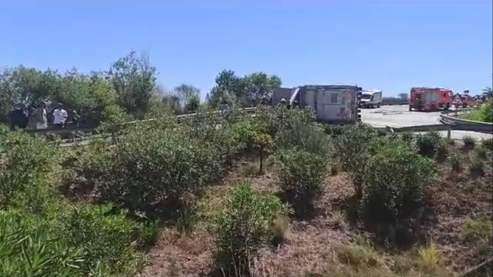 Varios toros escapan por la A-3 en Buñol tras volcar el camión que los transportaba en un accidente